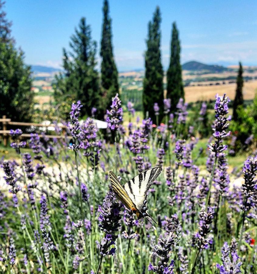B&B Il Poggio Di Fiore Кастелина Маритима Екстериор снимка